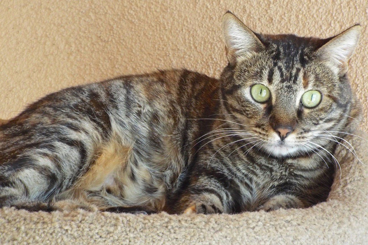 Adopt a friend: Skipper